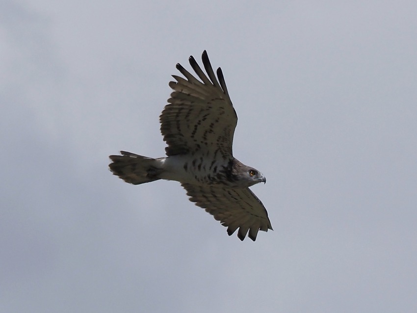 Biancone (Circaetus gallicus)